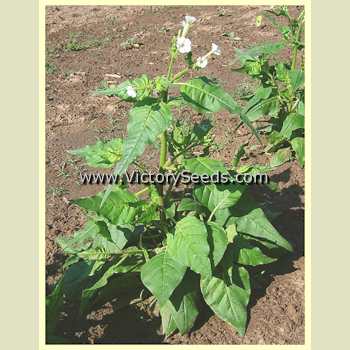 Clevelandii Tobacco (Nicotiana clevelandii) - A single immature plant.
