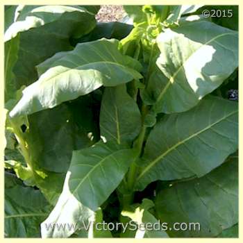 'Comstock Spanish' tobacco leaf.