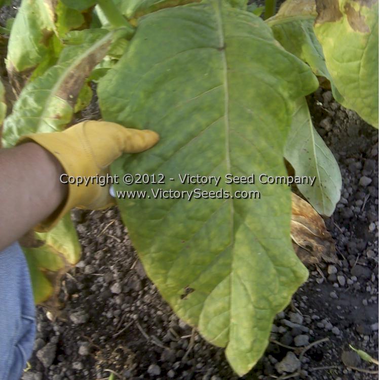 'Connecticut Broadleaf' tobacco leaf.