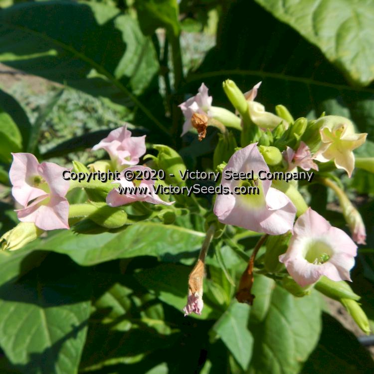 'Coroja' tobacco flowers.