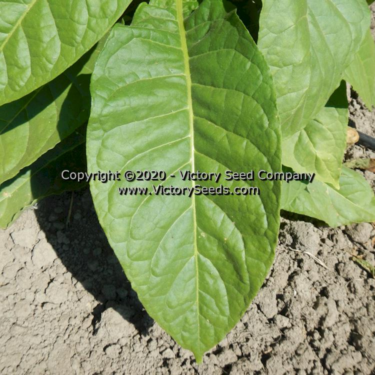 'Coroja' tobacco leaf.