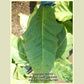 'Dean' tobacco leaf.