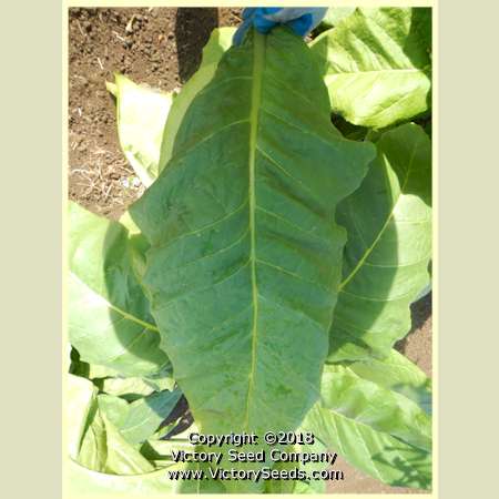 'Dean' tobacco leaf.