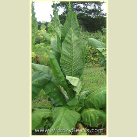 'Dean' tobacco plant. Image courtesy of David Pendergrass.