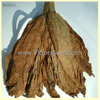A hand of air cured 'Dixie Shade' tobacco leaf.