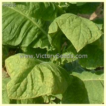 'Dixie Shade' tobacco leaf.