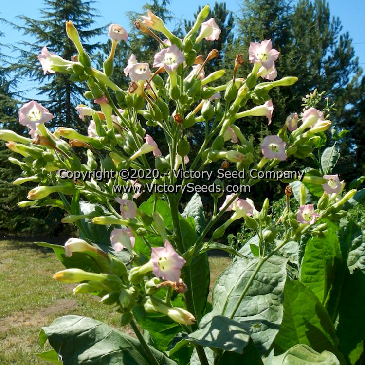'Florida Big Cuban' tobacco flowers.