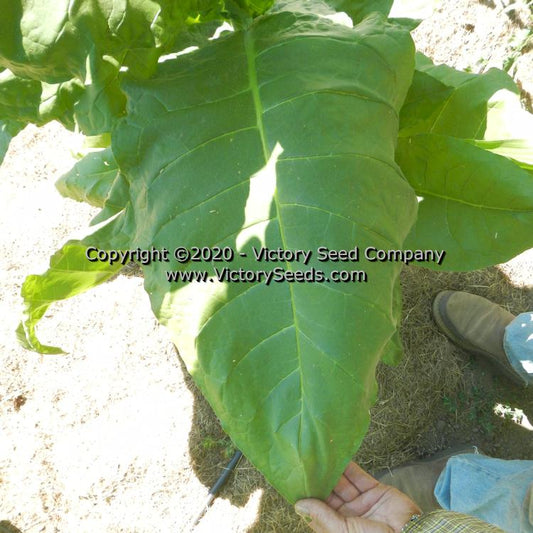 'Florida Big Cuban' tobacco leaf.