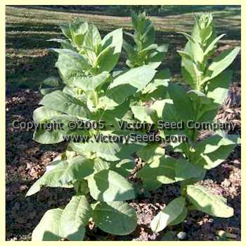 'Florida Sumatra' tobacco plants.