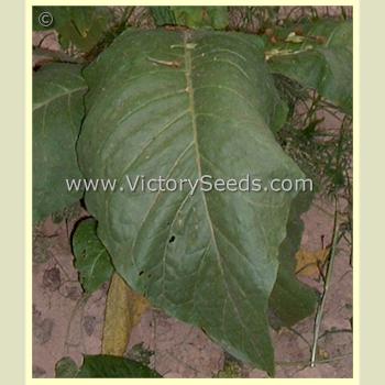 'Frog Eye Orinoco' tobacco leaf.