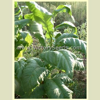 'Frog Eye Orinoco' tobacco plant.