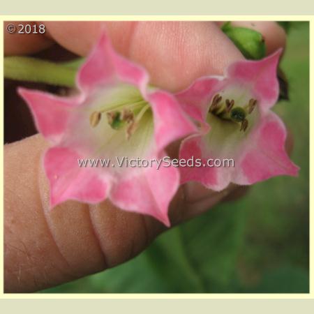 'Glessner' ('Glessnor') tobacco flowers.