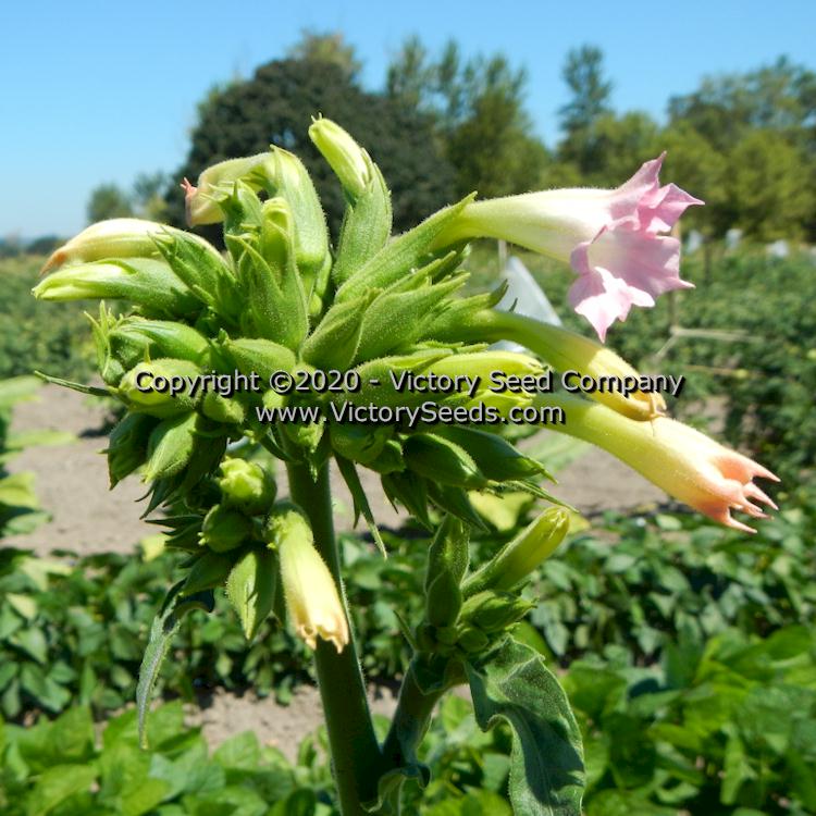 'Goiano Amarello' tobacco flowers.