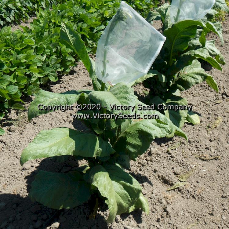 'Goiano Amarello' tobacco plant.