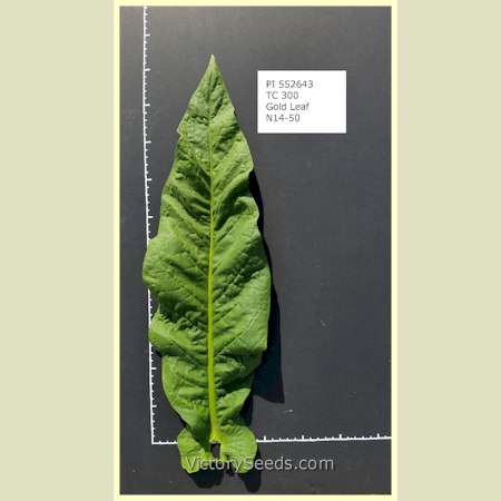 'Gold Leaf' tobacco leaf. Photo by USDA ARS.
