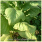 'Green Briar' ('Green Brior') tobacco leaf.