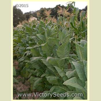 'Green Briar' ('Green Brior') tobacco plant.