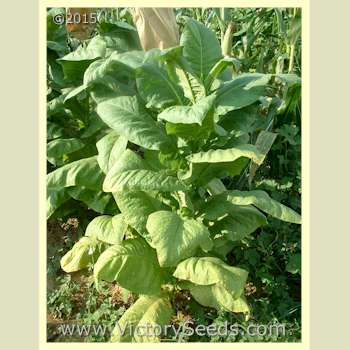 Mature 'Green Briar' ('Green Brior') tobacco plants.