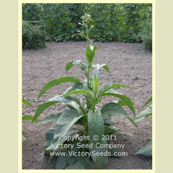 Greenwood Tobacco Plants