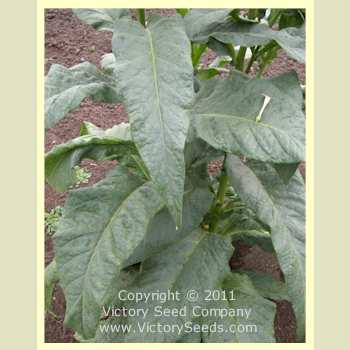 Greenwood Tobacco Leaf