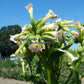 'Haronova' tobacco flowers.