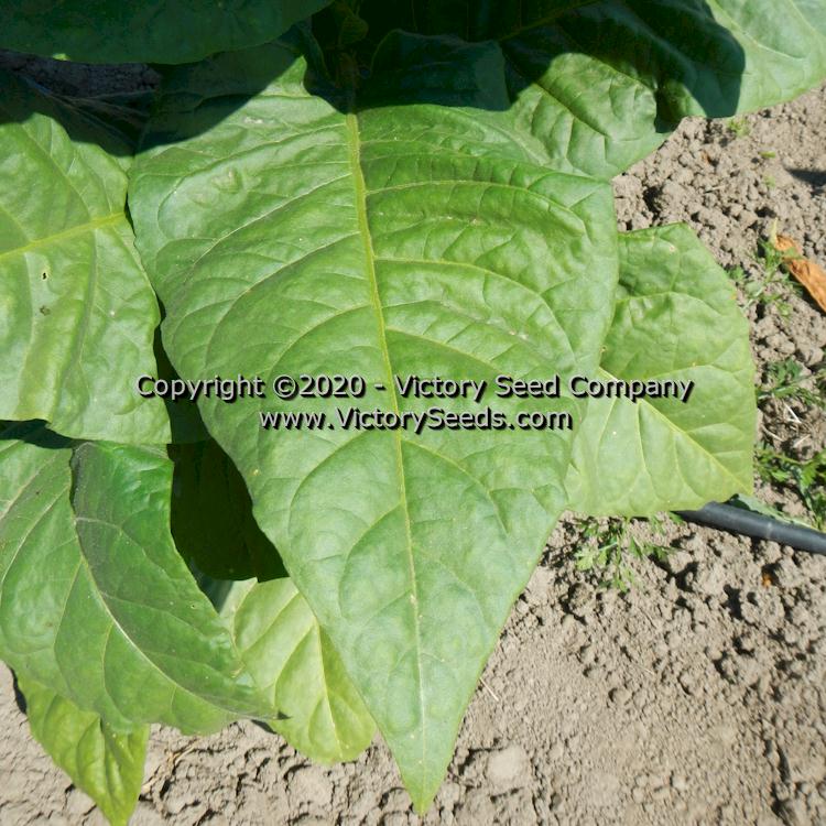 'Haronova' tobacco leaf.