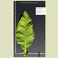 'Harrison Pryor' tobacco leaf. Photo by USDA ARS.