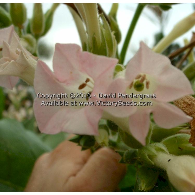 Close-up of a 'Harrow Velvet' tobacco flower.