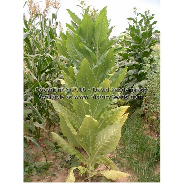 'Harrow Velvet' tobacco plant.