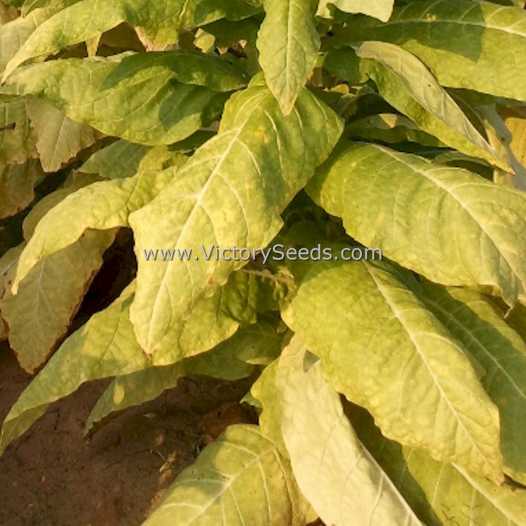 Ripe 'Harrow Velvet' tobacco leaves pre-harvest. Image courtesy USDA.