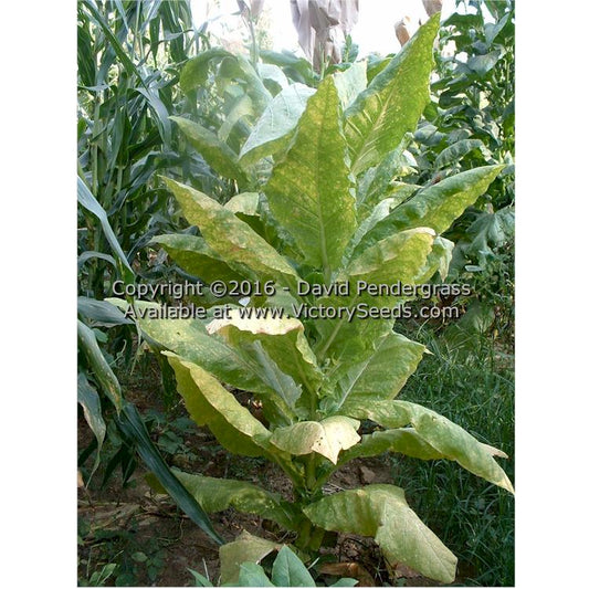 Mature 'Harrow Velvet' tobacco plant.