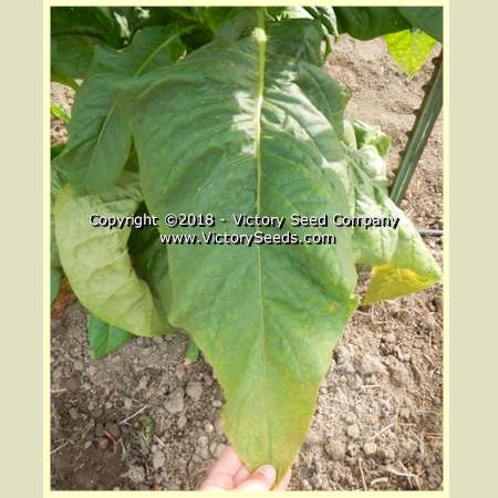 'Hickory Pryor' tobacco leaf.