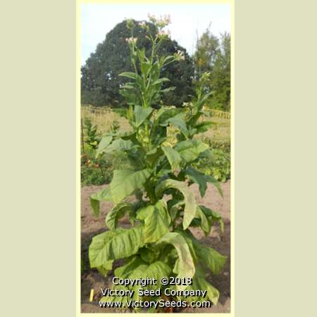 Maturing 'Hickory Pryor' tobacco plant.