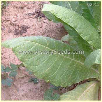 'Kelly Brownleaf' tobacco leaf.