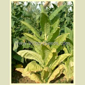 Mature 'Kelly Brownleaf' tobacco plants.