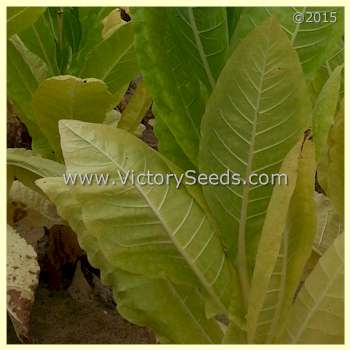 'KY 21' tobacco leaf.