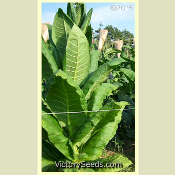 Mature 'KY 21' tobacco plants.