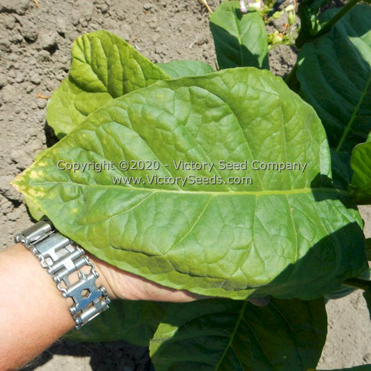 'KY Black' tobacco leaf.