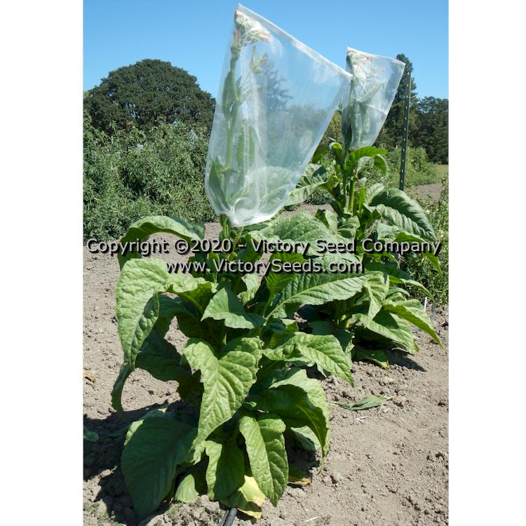 'Little Sweet Orinoco' tobacco plant.