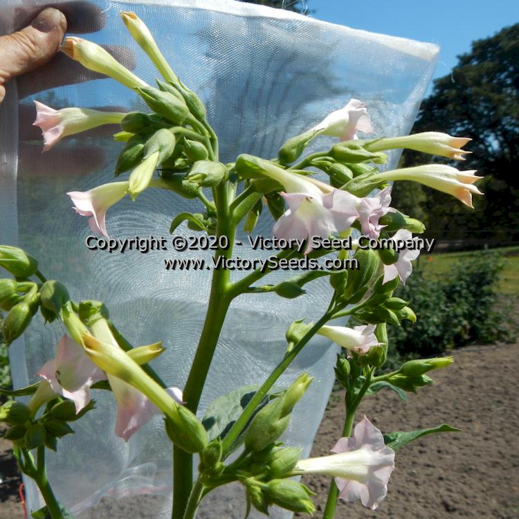 'Long Penn Binder' tobacco flowers.