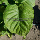'Long Penn Binder' tobacco leaf.