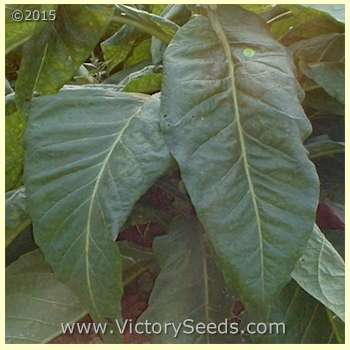 'Long Red' tobacco leaf.