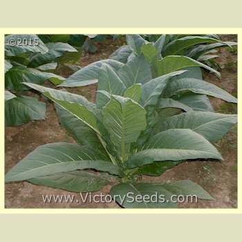 'Long Red' tobacco plant.