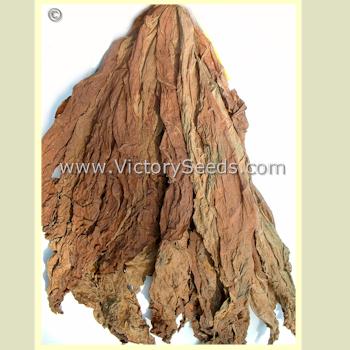 A hand of air-cured 'Madole' tobacco.