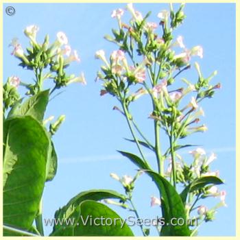 'Magnolia' tobacco flowers.