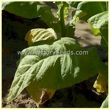 'Magnolia' tobacco leaf.