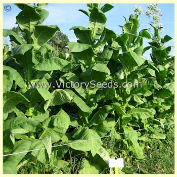 'Madole' tobacco plant.