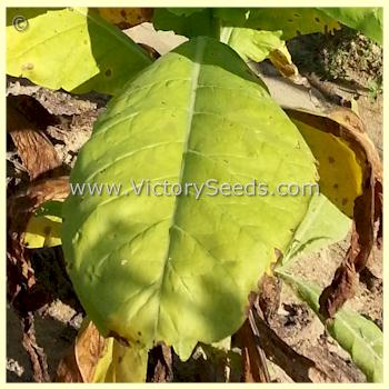 A ripe 'Maryland Mammoth' tobacco leaf.