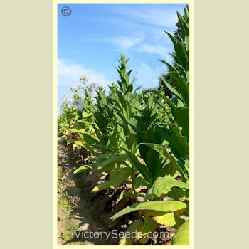 'Maryland Mammoth' tobacco plants.