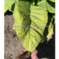 A ripening 'Moonlight' tobacco leaf.